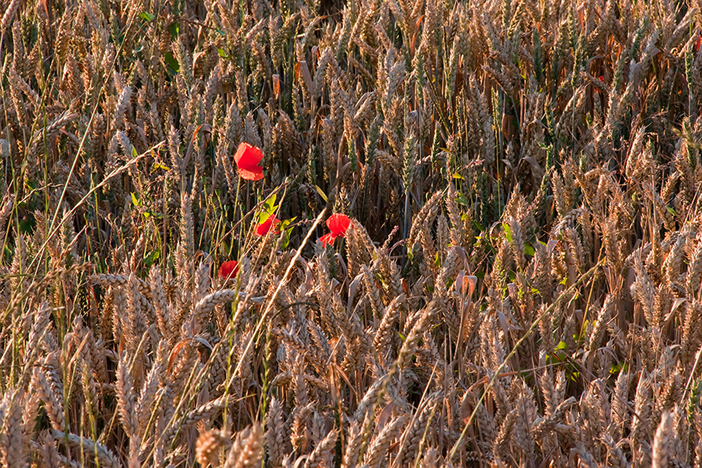 IMG_4418.jpg