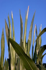 IMG_4375