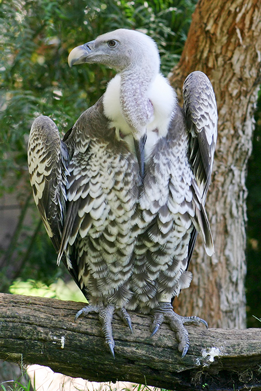 IMG_118.JPG - Wild Animal Park, San Diego
