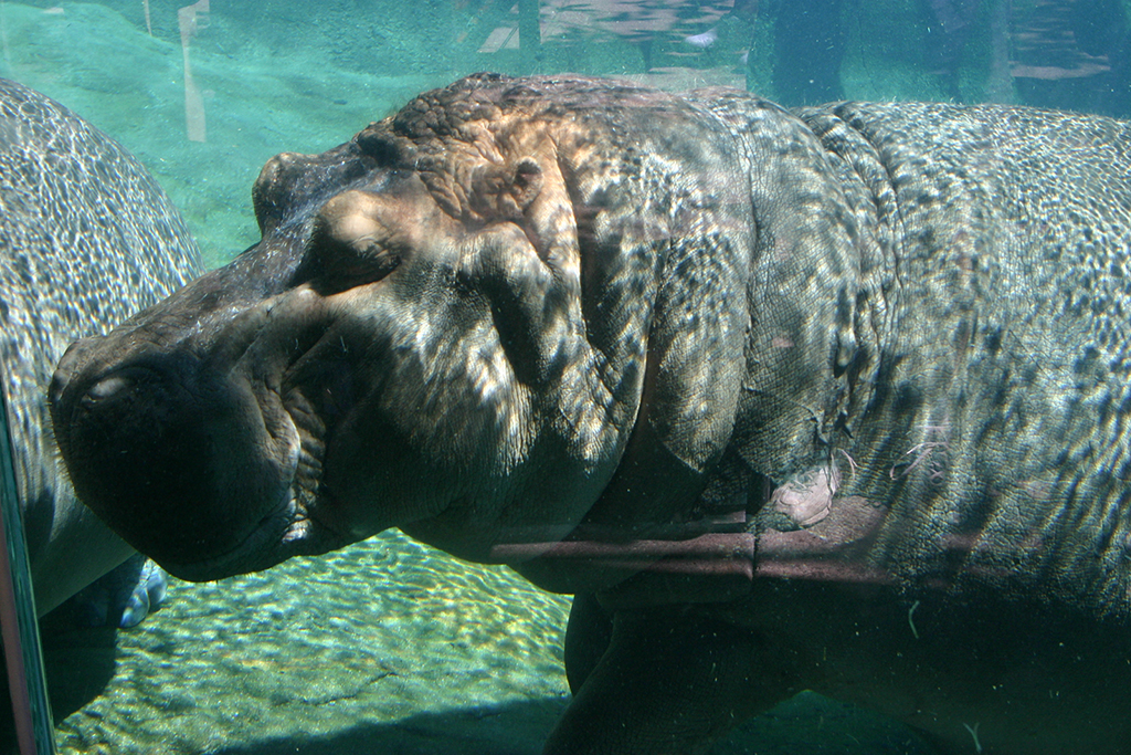 IMG_131.JPG - San Diego Zoo