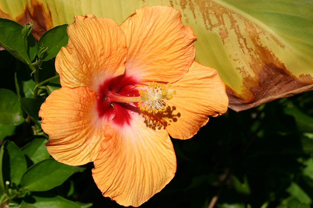 IMG_136.JPG - San Diego Zoo