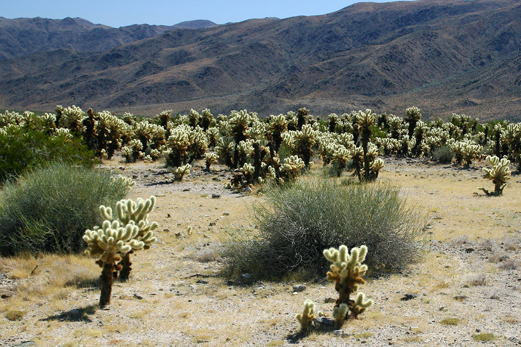 IMG_148.JPG - Joshua Tree National Park