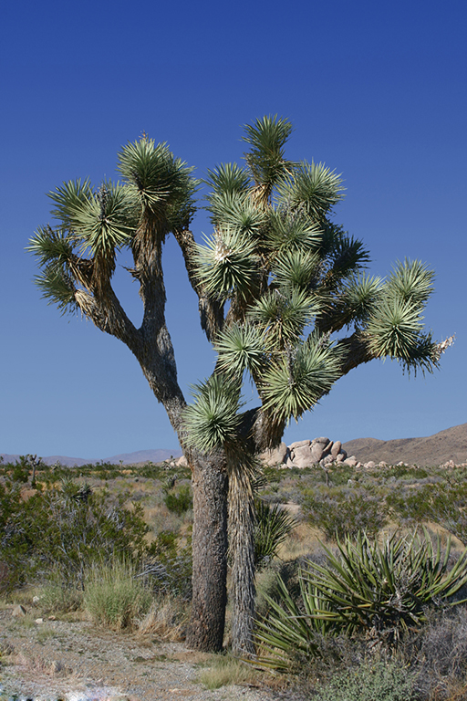 IMG_152.JPG - Joshua Tree, Joshua Tree National Park