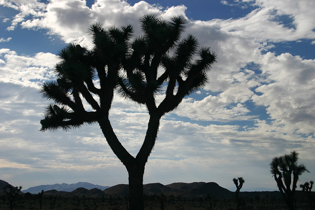 IMG_156.JPG - Joshua Tree National Park