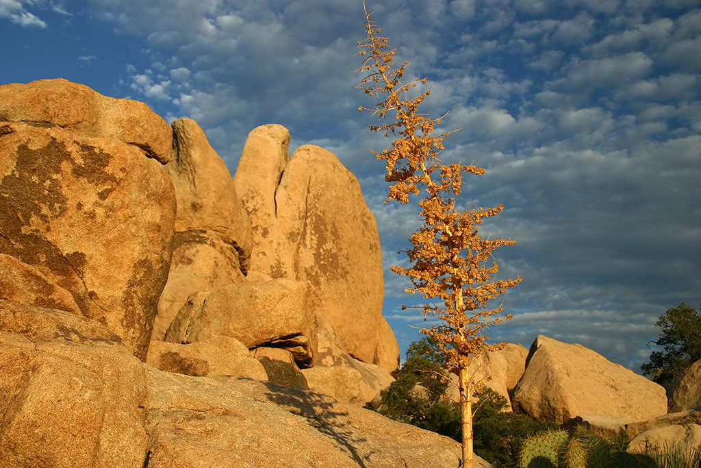 IMG_160.JPG - Hidden Valley, Joshua Tree National Park