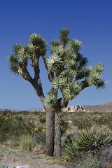 IMG_152