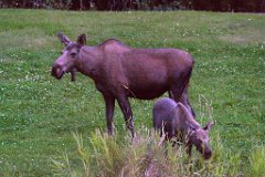 IMG_008