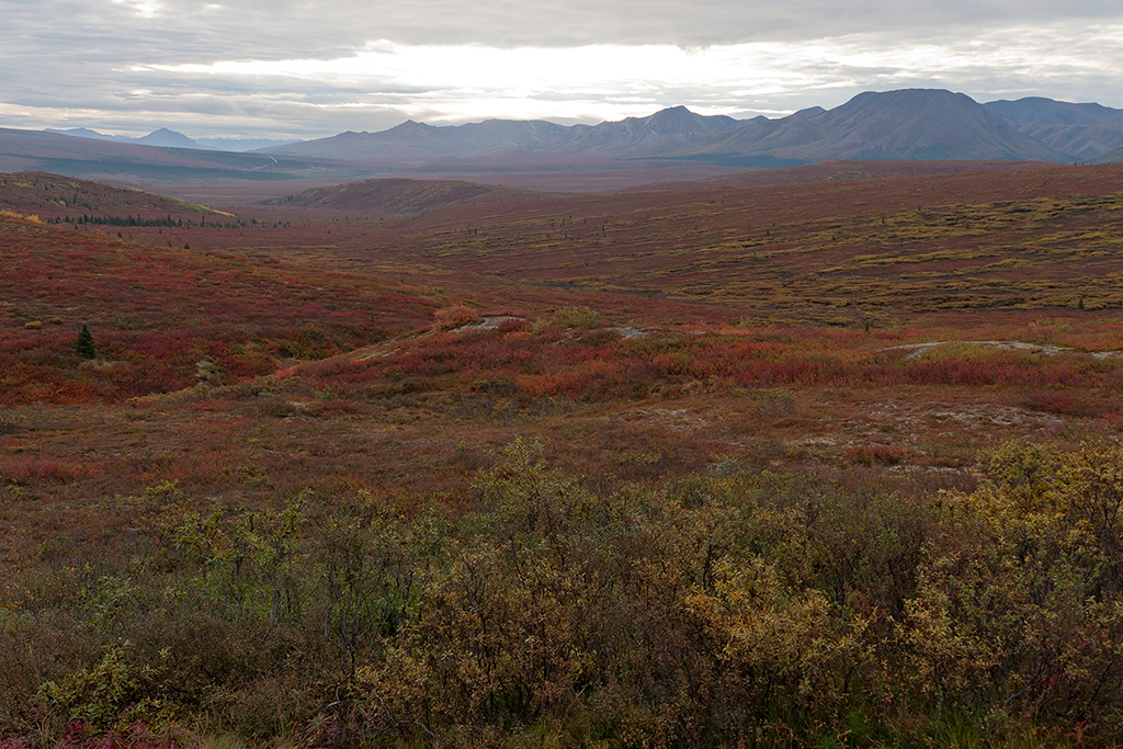IMG_156.jpg - Denali National Park