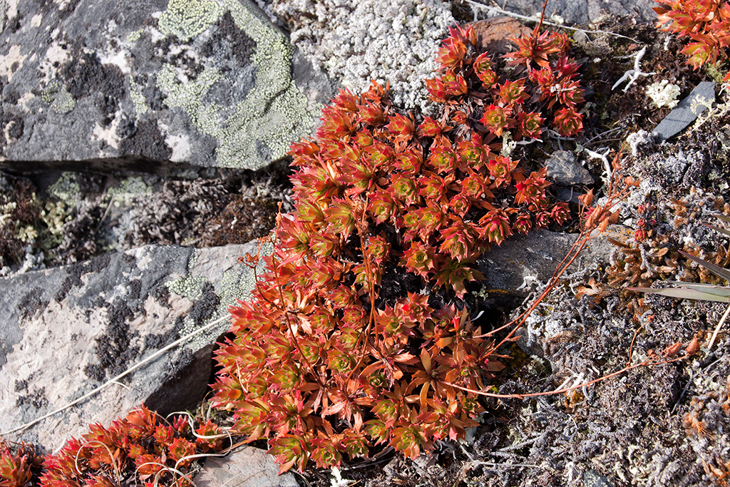 IMG_233.jpg - Tombstone Territorial Park, Yukon