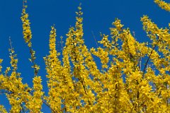 Blueten_02
