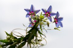 Blueten_5