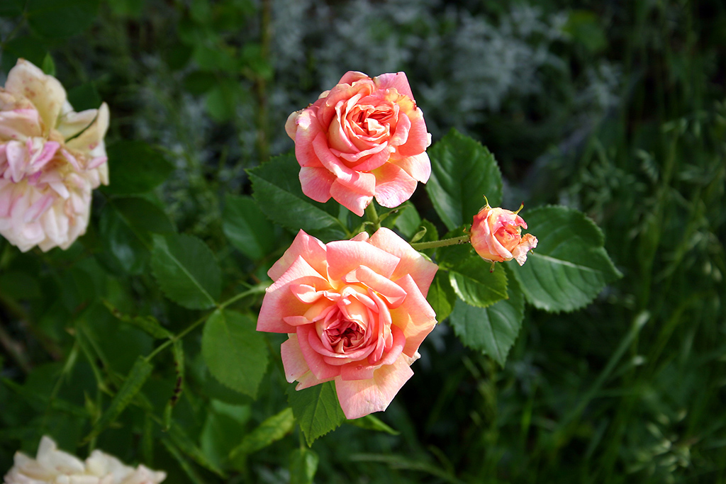 100_0005.JPG