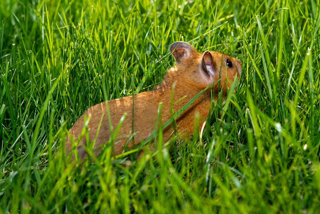Hamster_09.jpg