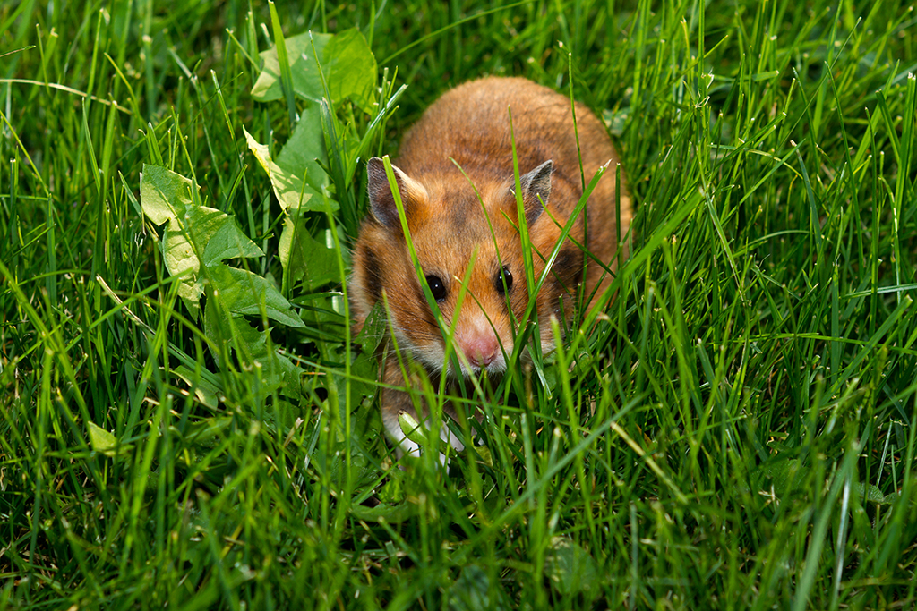 Hamster_10.jpg