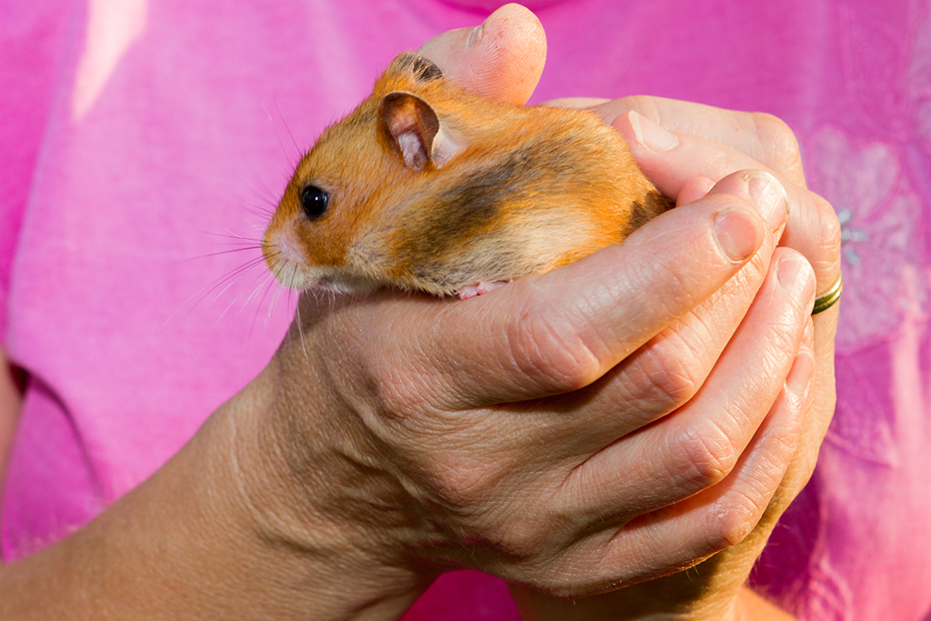Hamster_14.jpg