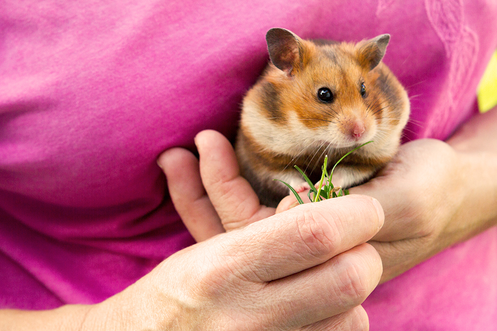 Hamster_16.jpg