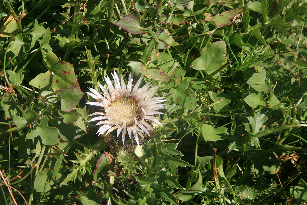 IMG_8402.JPG