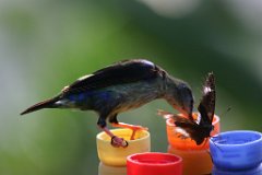 IMG_0600