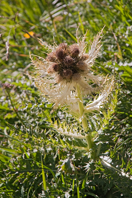 IMG_8735.jpg