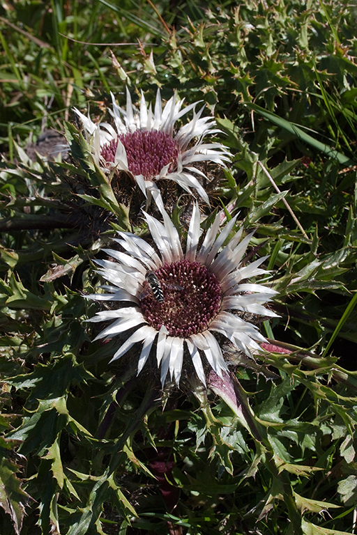 IMG_8945.jpg