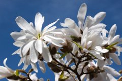 Fruehling
