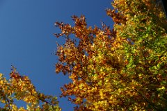 Herbst