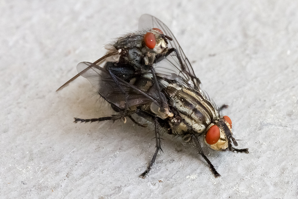 Fliegen.jpg