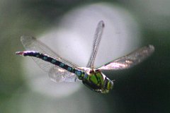 103_0311_gross
