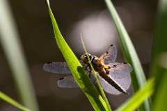 IMG_2390