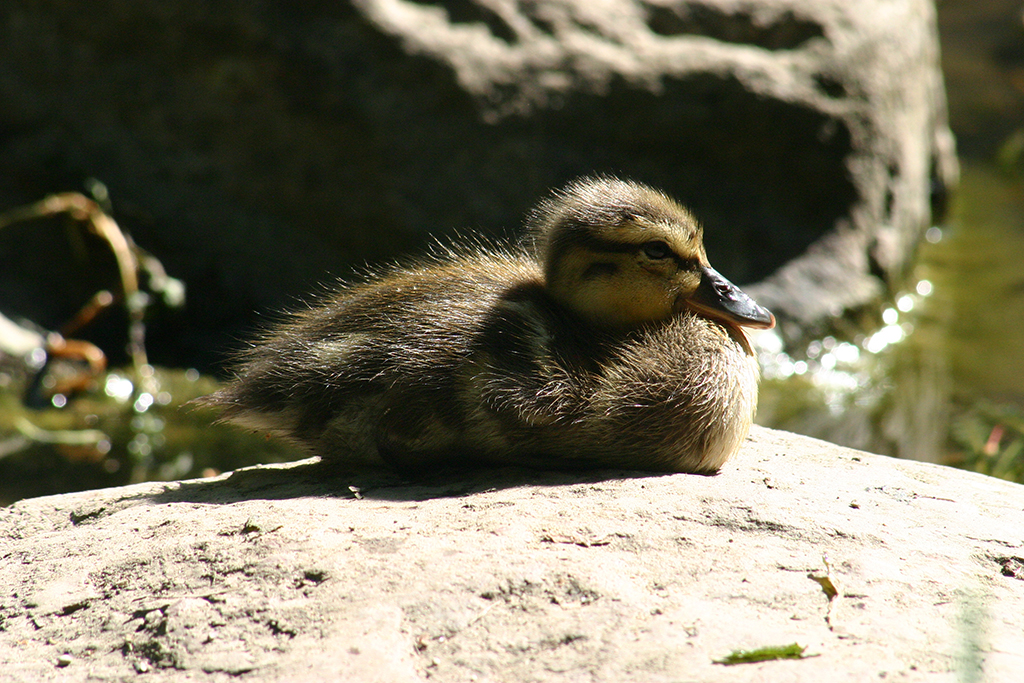 Enten Entchen - Rezepte Suchen