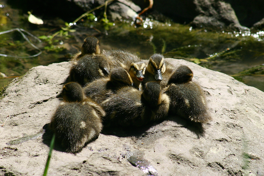 Ruedi&amp;#39;s Fotoalbum/Voegel/Enten/Entchen 2