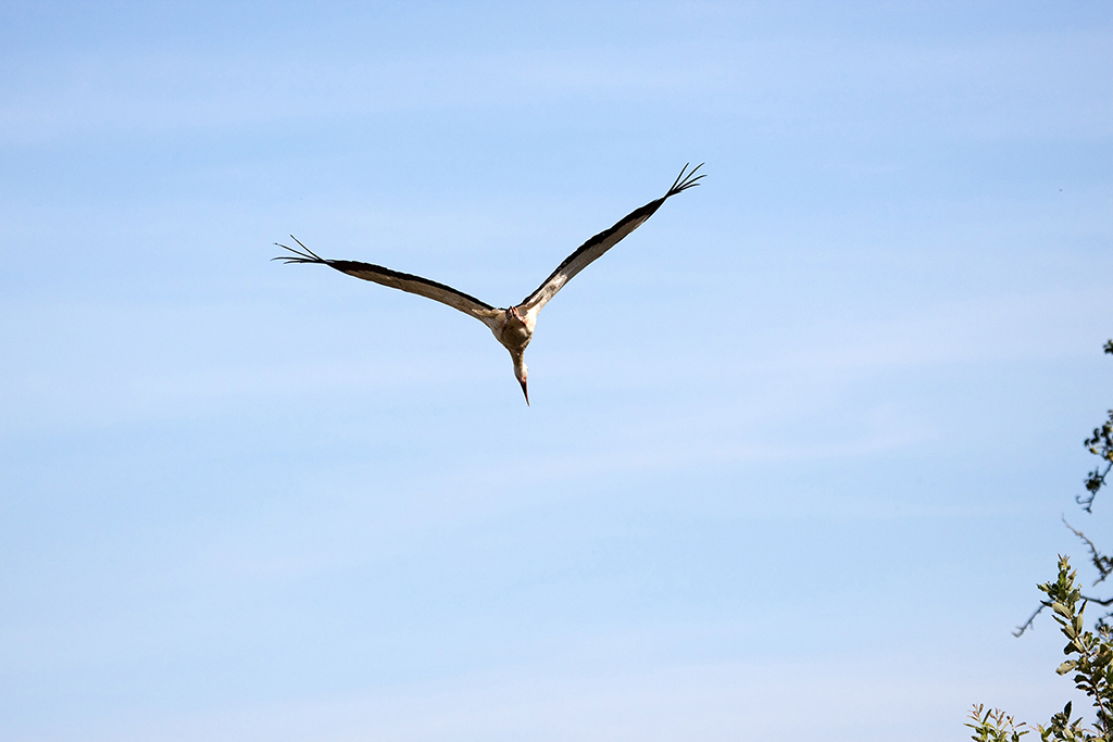 IMG_5485.jpg