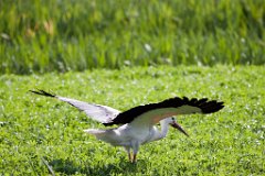 IMG_5124