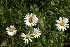 Engadin_Tag_2_12