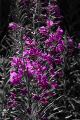 Engadin_Tag_2_26